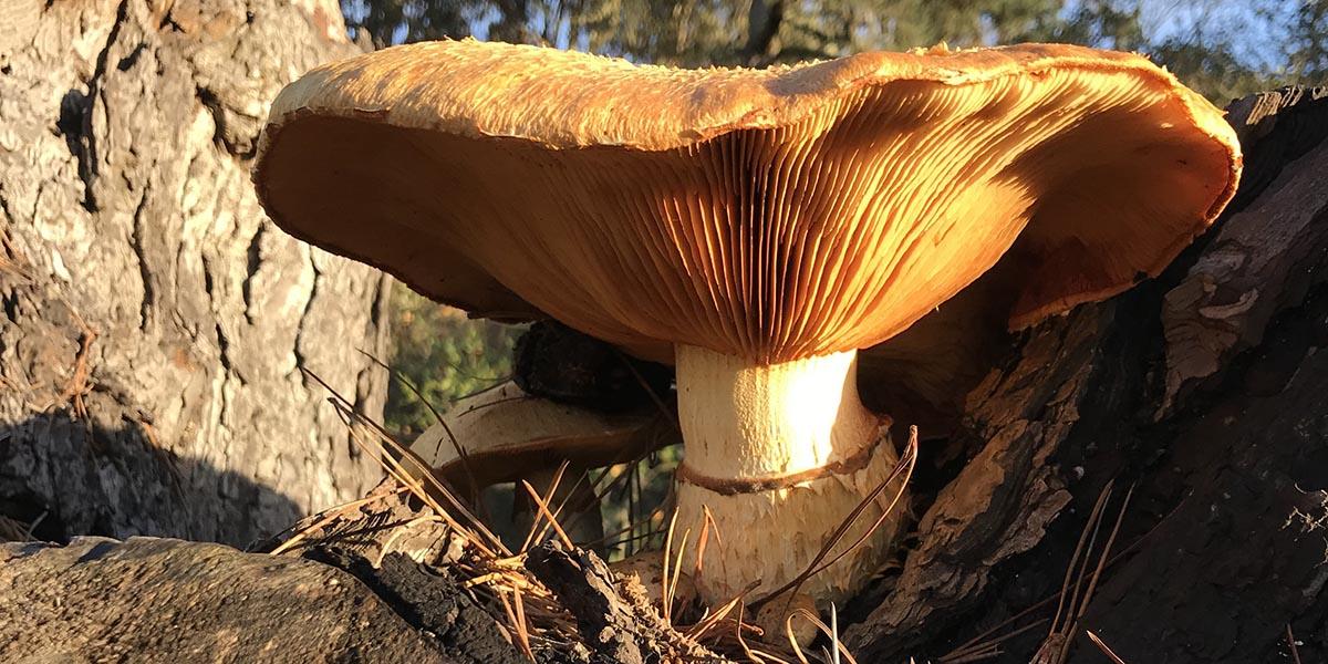 Western jumbo gym mushroom found in the Golden Gate National Parks.