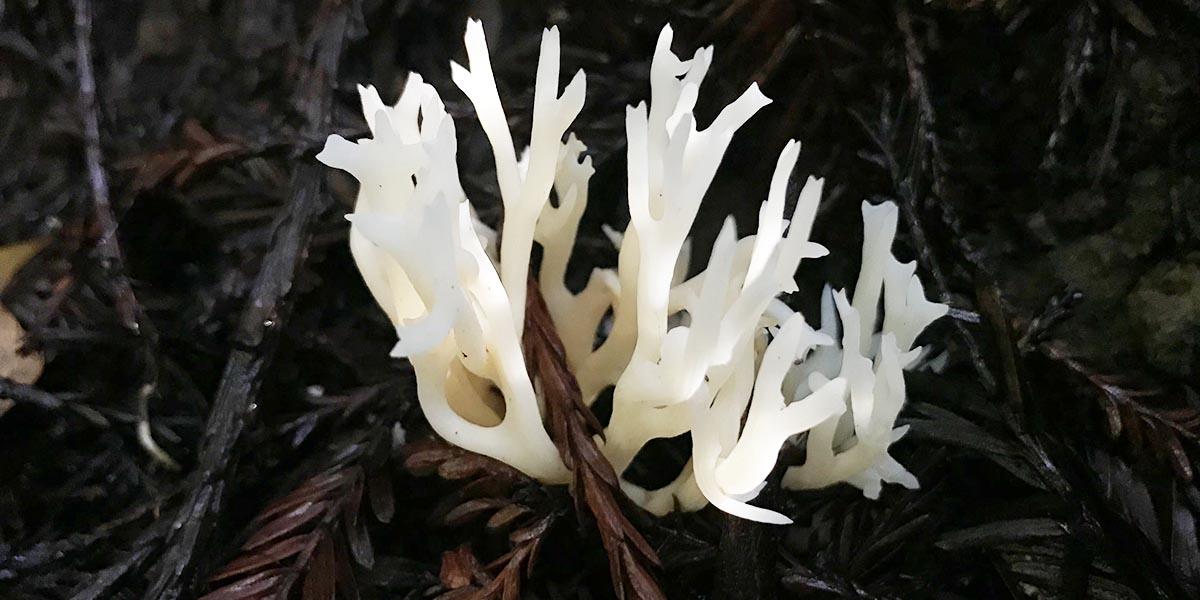 White coral fungus found in the Golden Gate National Parks.