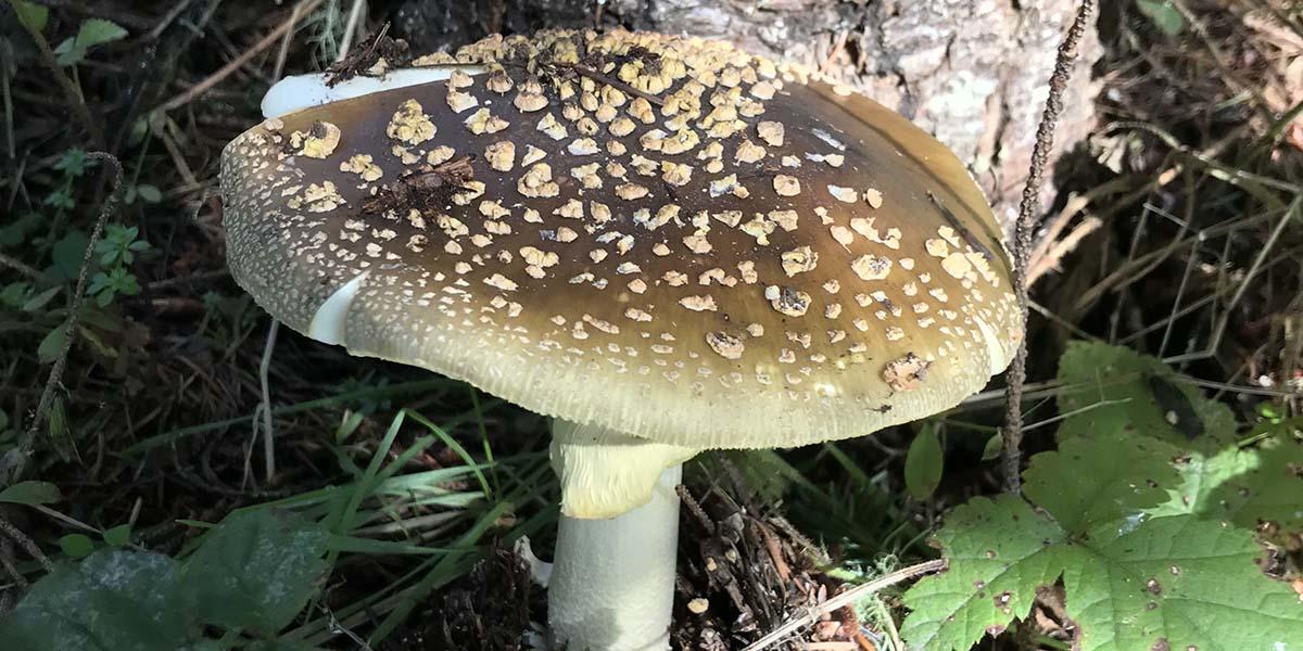 Yellow-veiled amanita mushroom found in the Golden Gate National Parks.