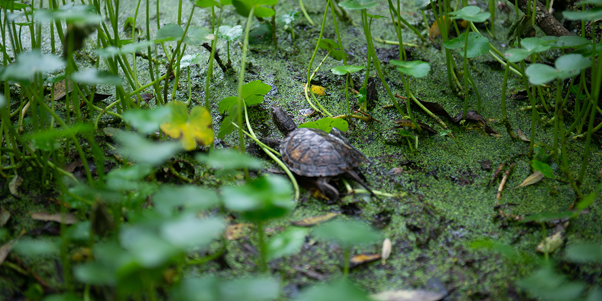 Western Pond Turtle Release