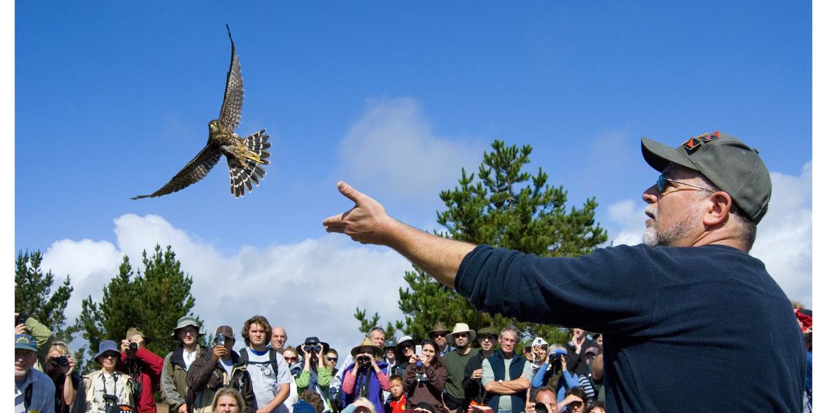 A hawk in flight