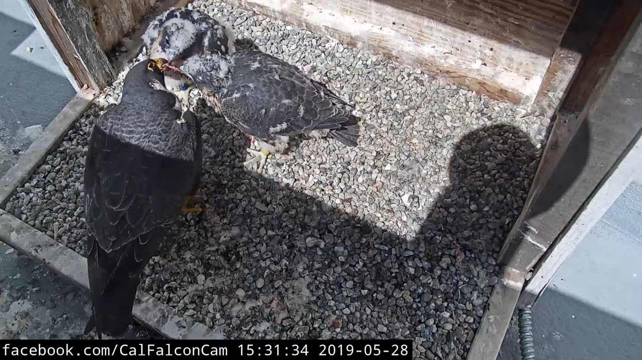 The 2019 chicks have now been banded and are expected to fledge in the next week. Nest cameras on UC Berkeley’s Campanile Tower featuring Peregrine Falcons Annie and Grinnell and their chicks have created buzz online.