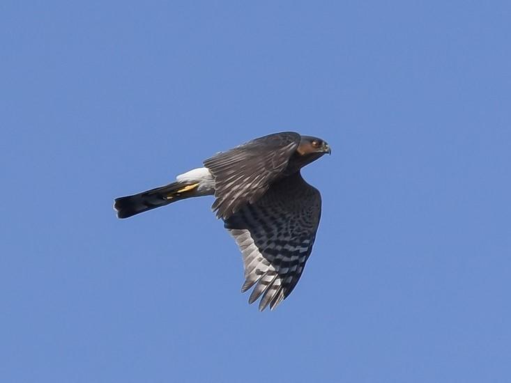 Sharp-shinned Hawk