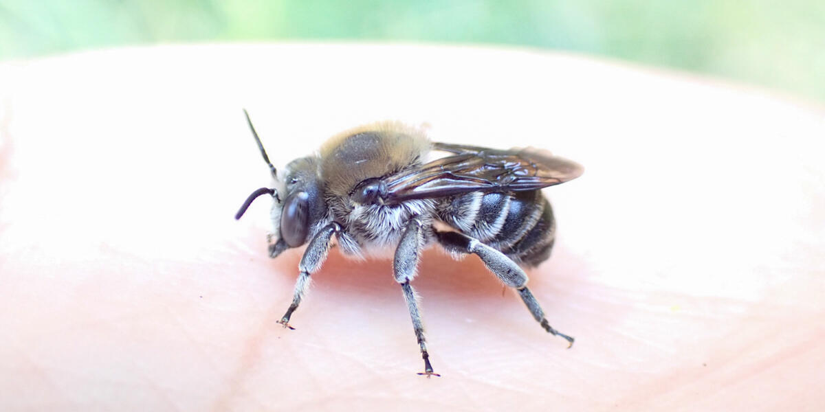 A close up photo of the san francisco leaf-cutter bee, Trachusa gummifera.