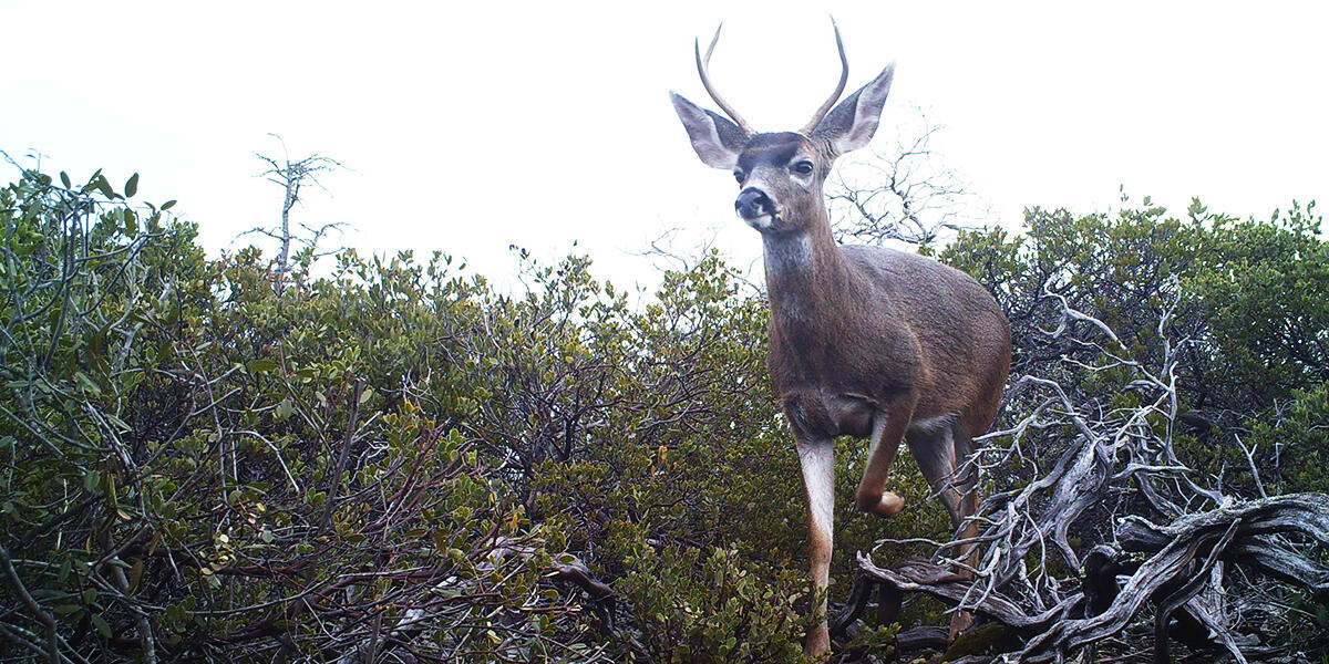 deer on Mount tamalpais