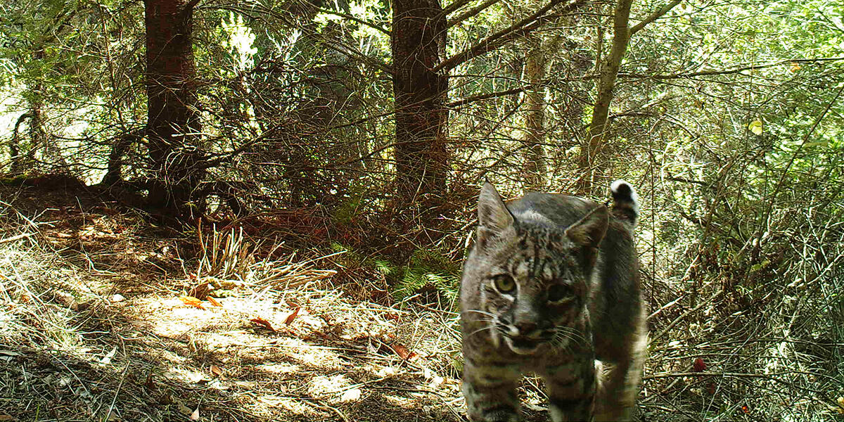 bobcat on mount tam