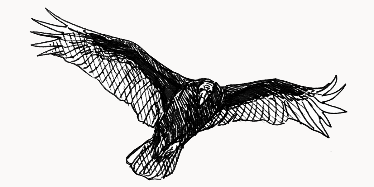Vulture Illustration Vulture Illustration