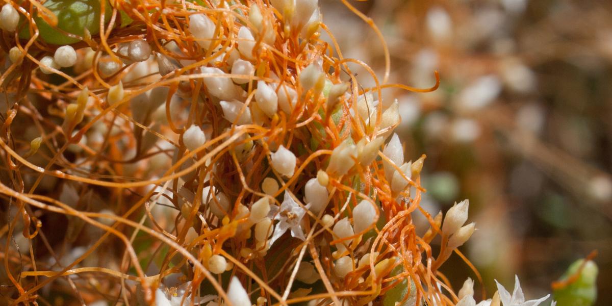 Saltmarsh dodder