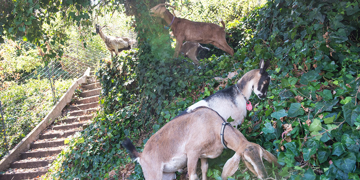 About 75 goats munched through the area as part of the East Black Point Project at Fort Mason, a former Army post that is now an amalgamation of residences, visitor destinations, and offices.