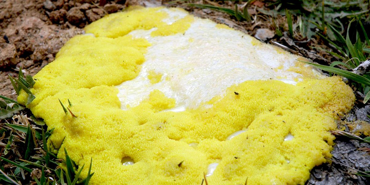 “Dog vomit” slime mold