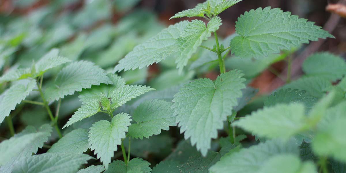 Stinging nettle. Stinging nettle.