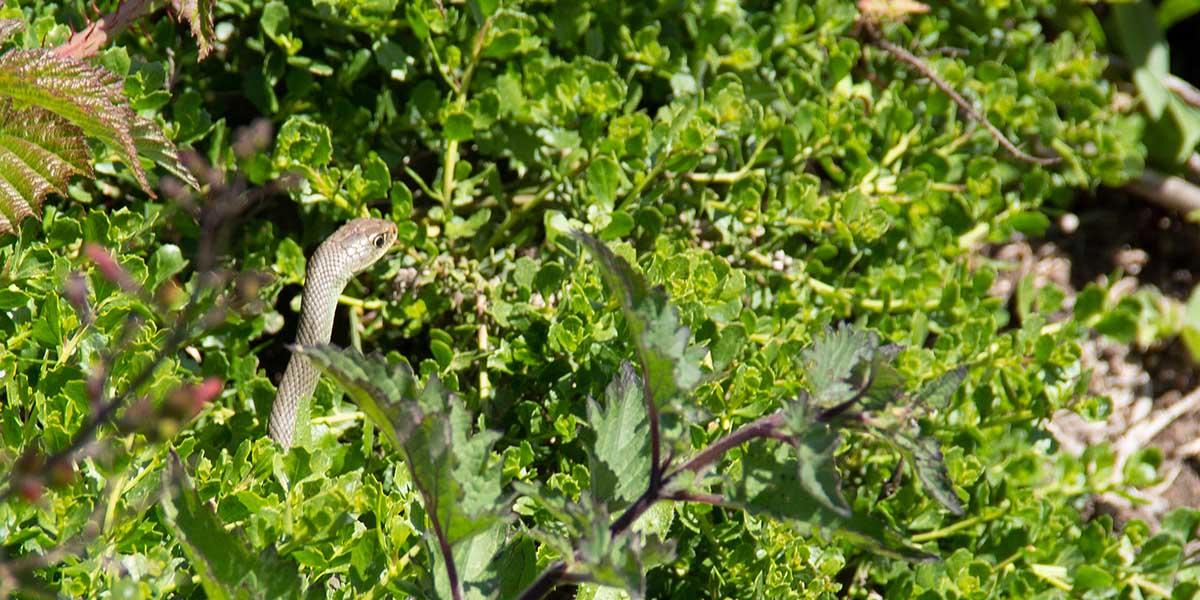 A San Francisco gartner snake spotted by volunteer Selin Ozguzer at Mori Point.