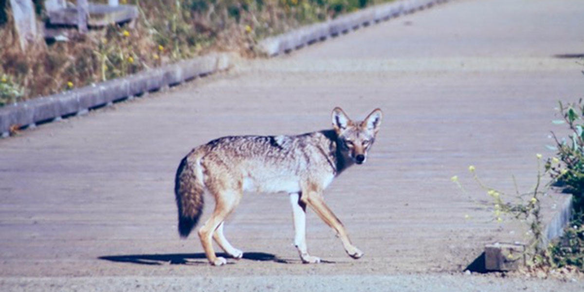 A coyote crosses the boardwalk, and poses for a photo, at Mori Point.