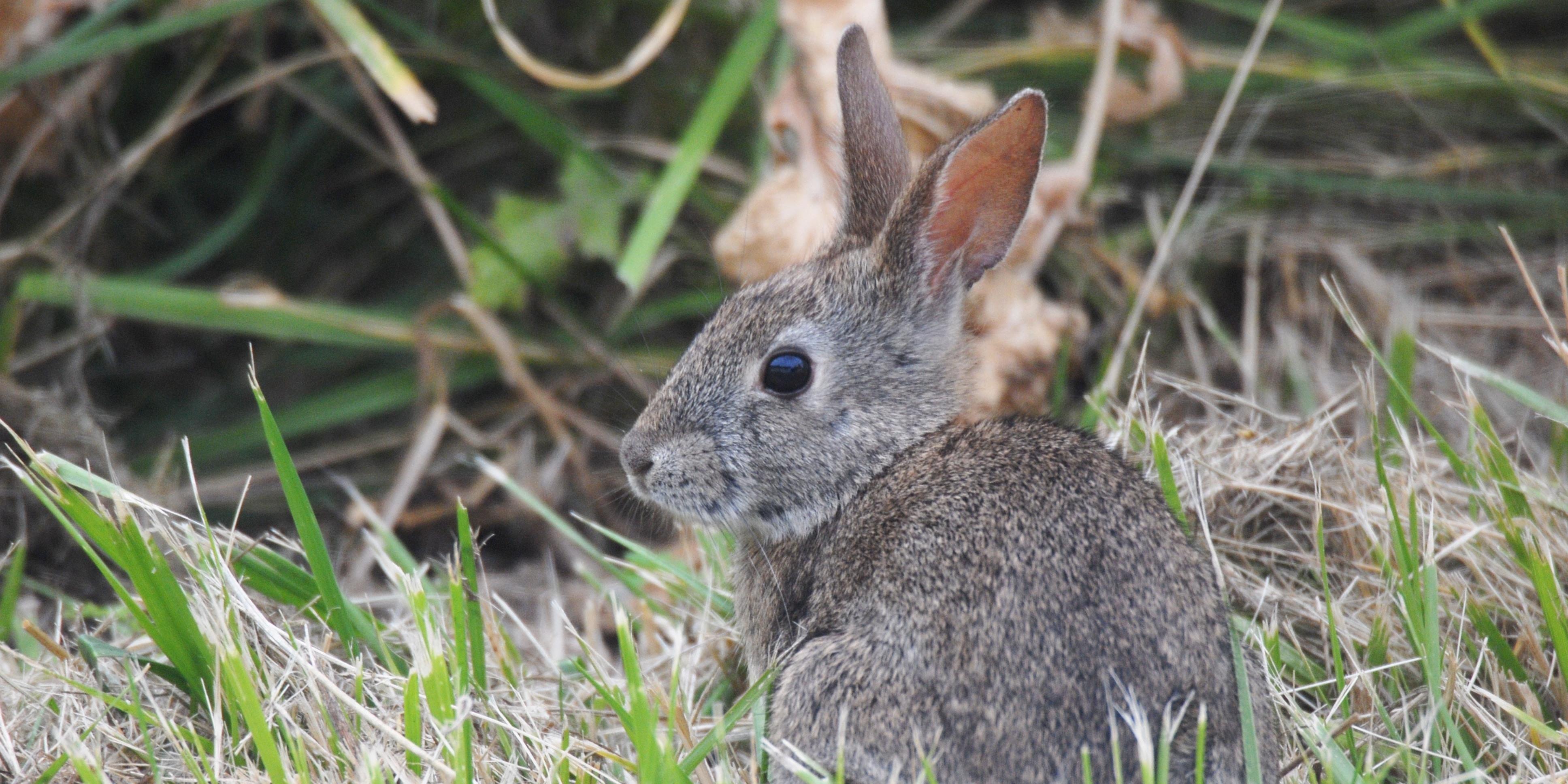 Western brush rabbit Western brush rabbit