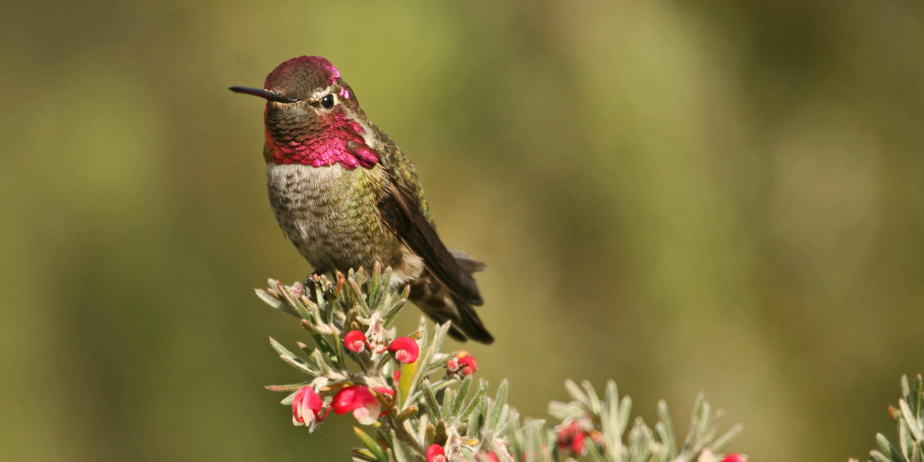 Anna's hummingbird