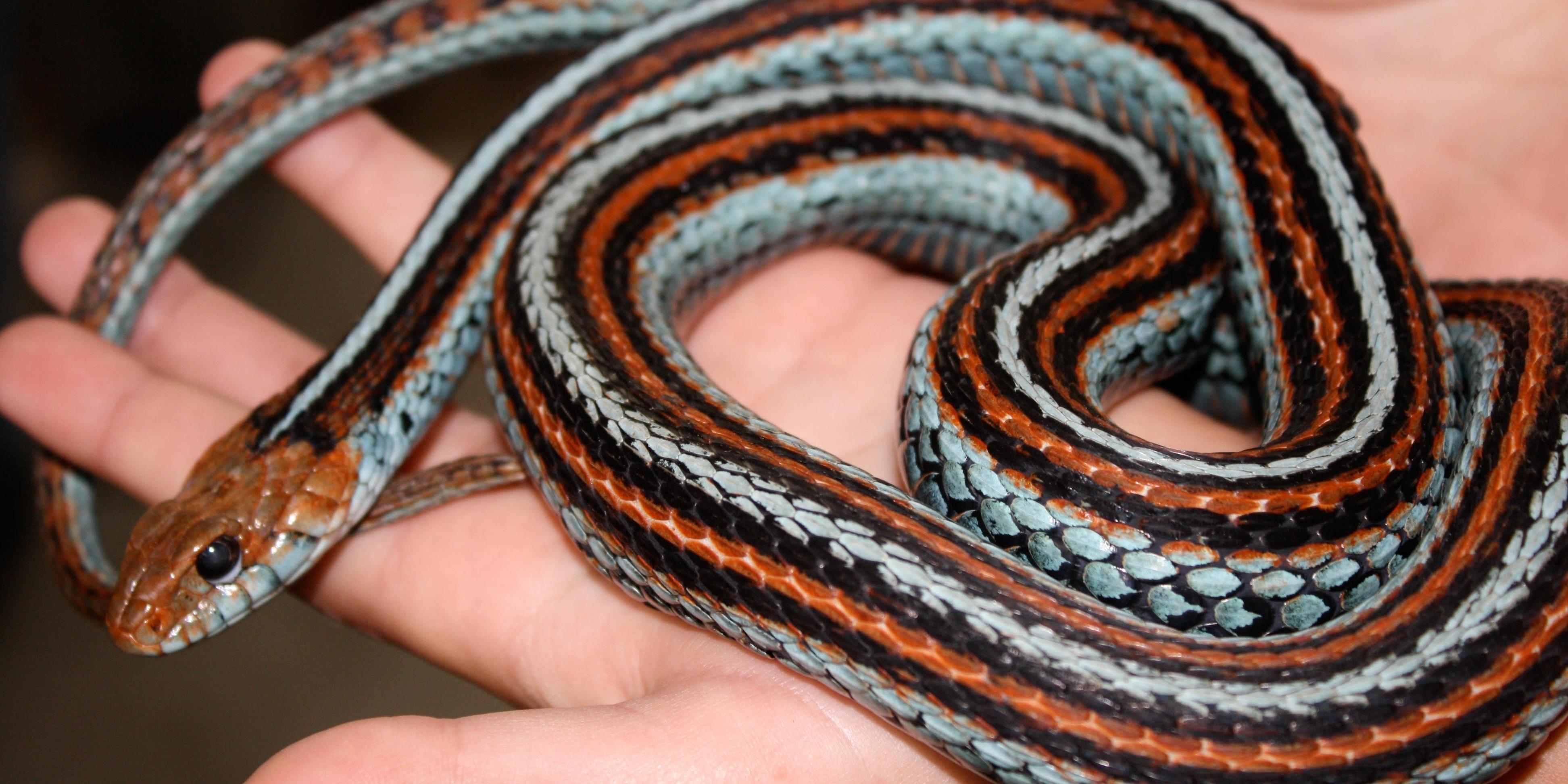 San Francisco garter snake