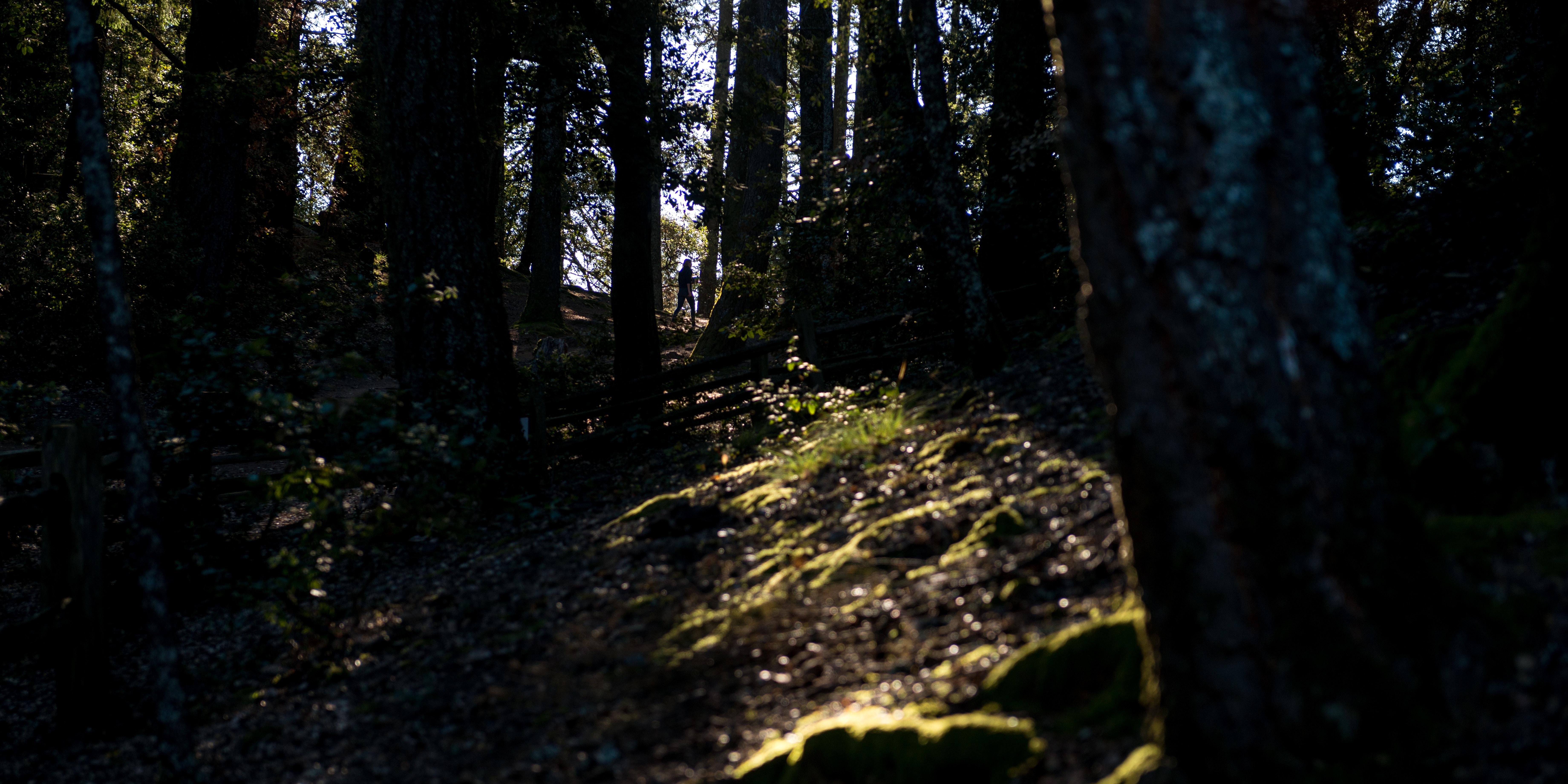 Hiking near Pantoll Campground