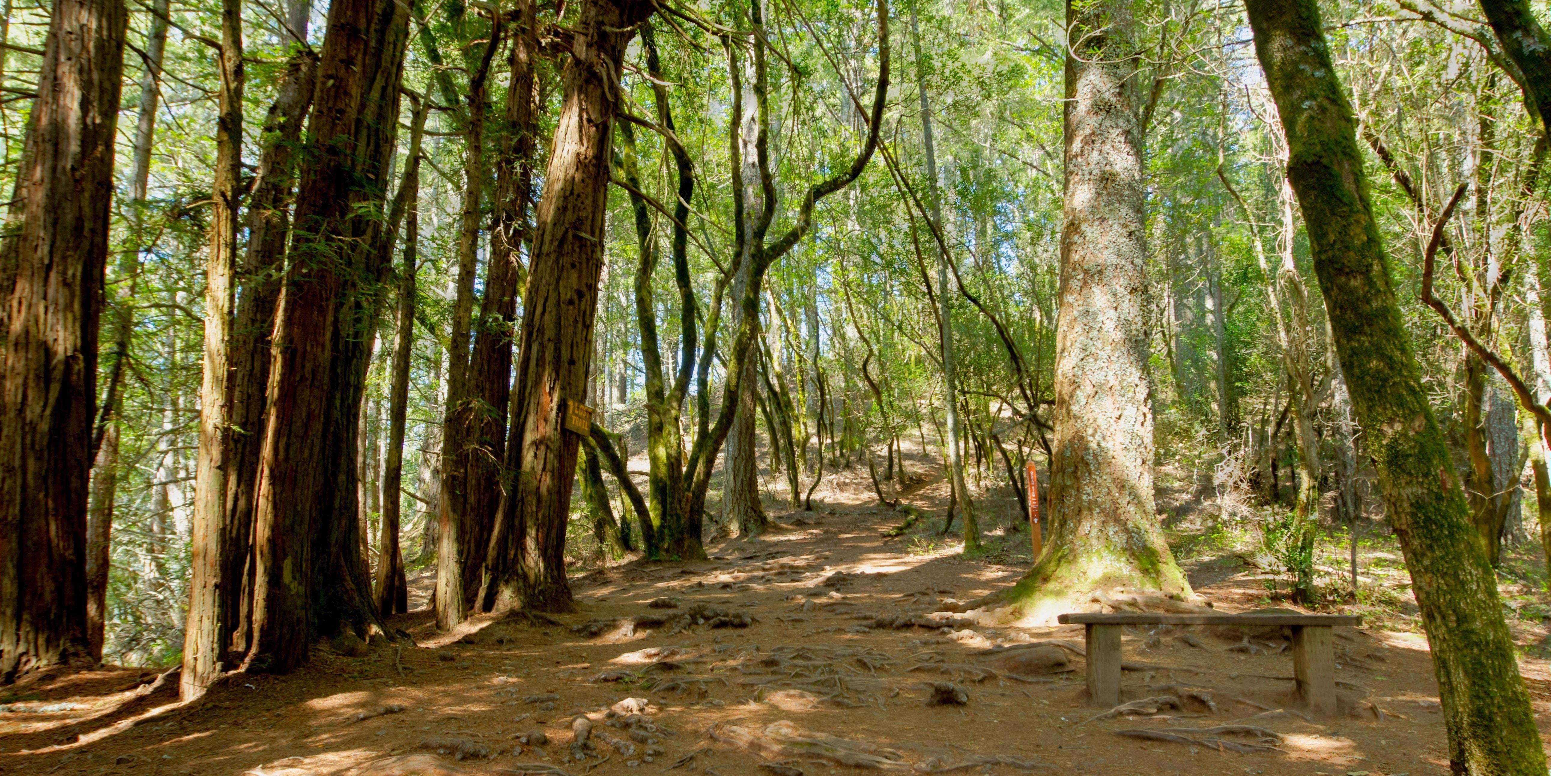 Intersection of the Lost Trail and Canopy View Trail