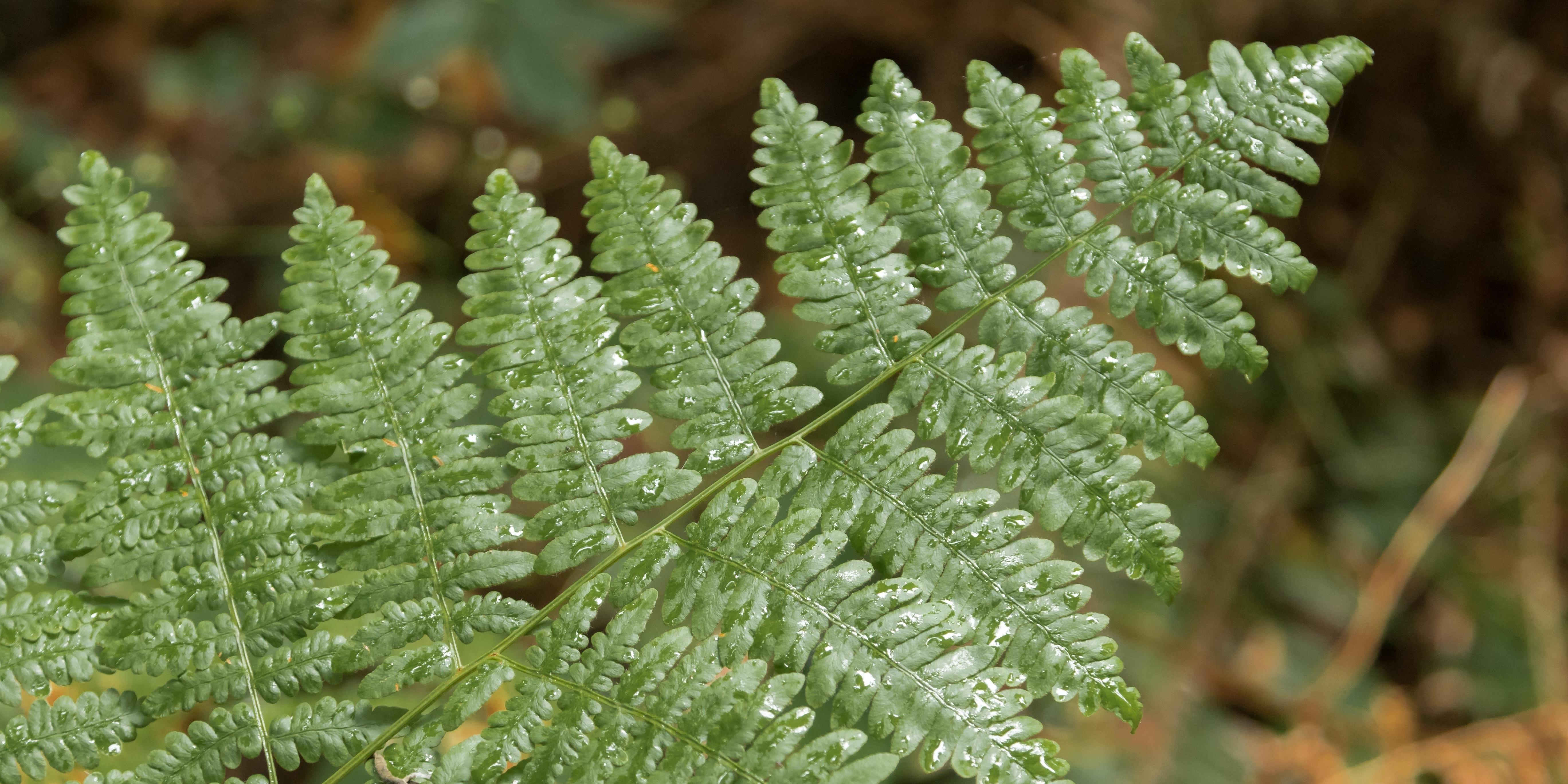 Water drops on fern