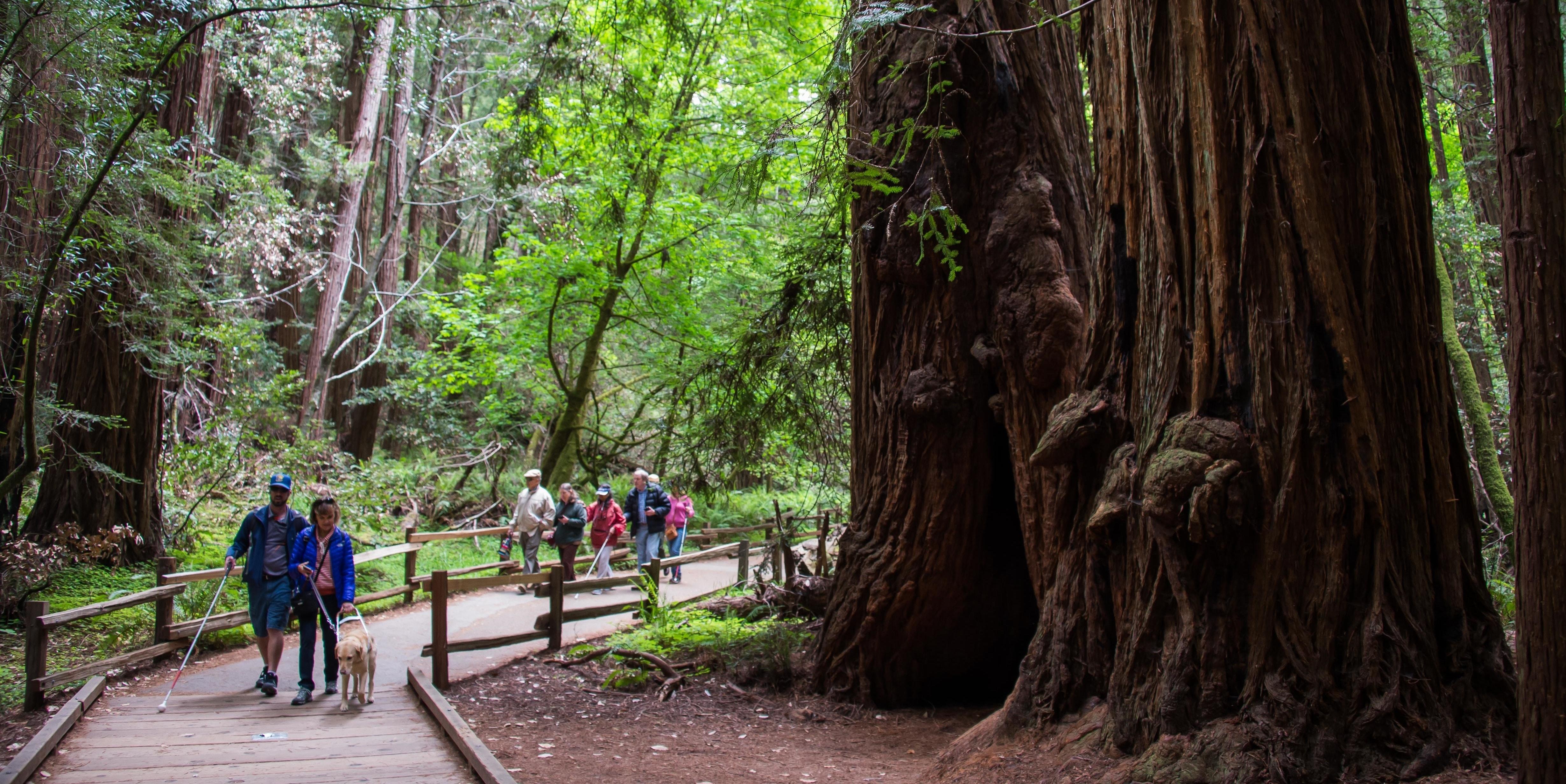 Boardwalk trail along Redwood Creek through Muir Woods