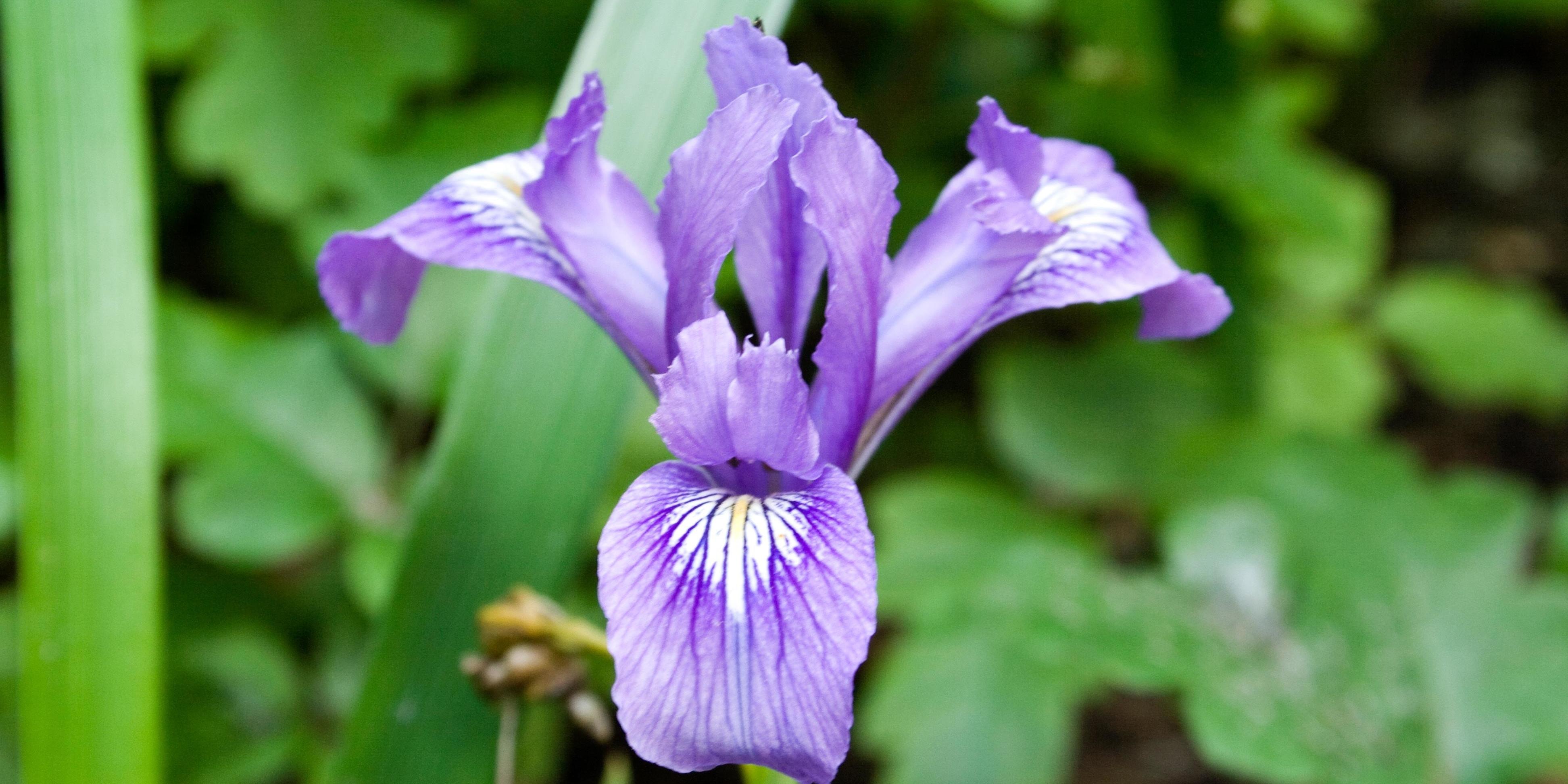 Douglas iris in Phleger Estate