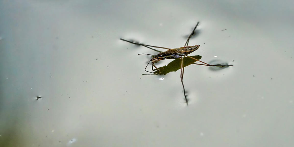 Water strider. Water strider.