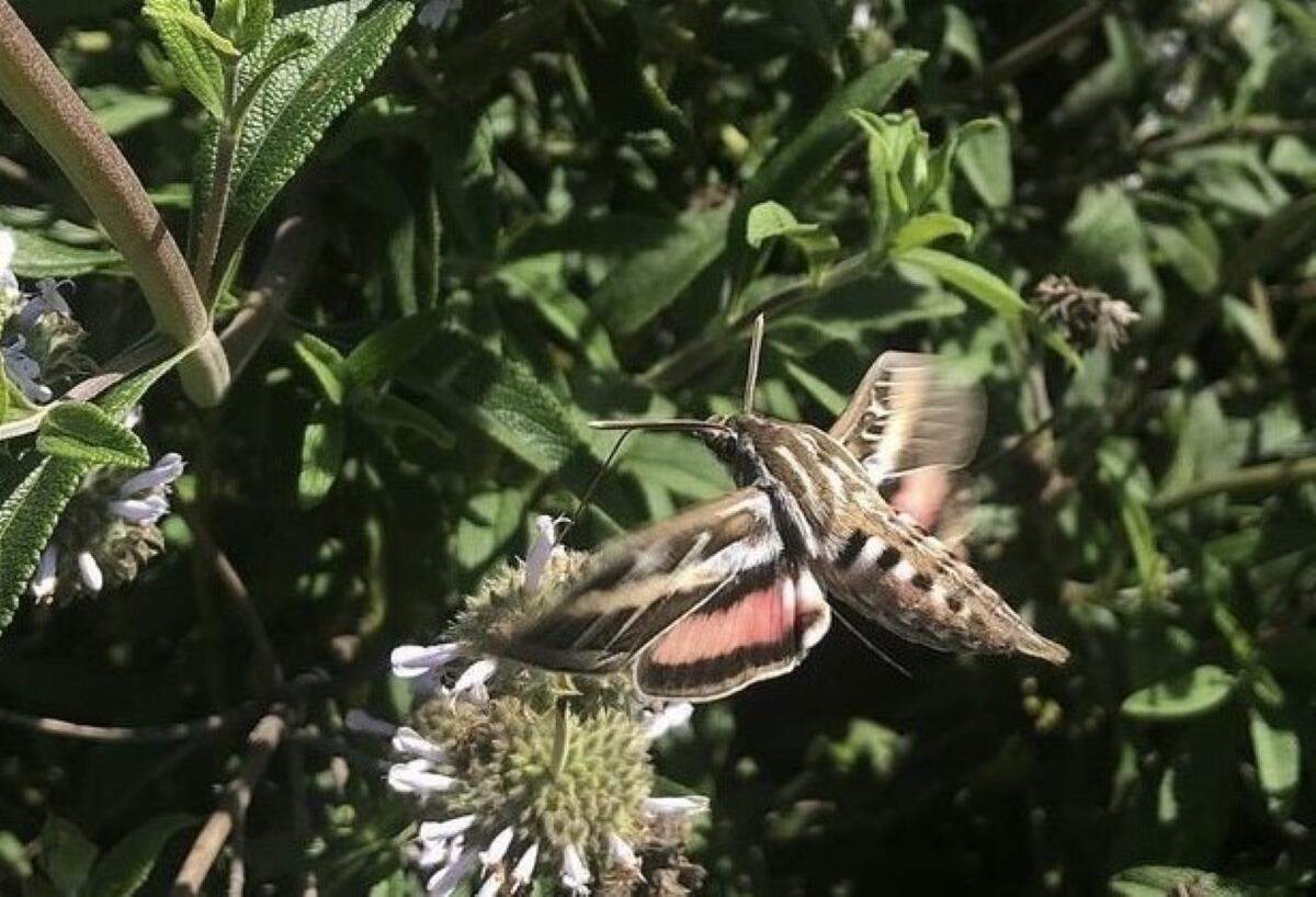 A white-lined sphinx moth gathers pollen from a black sage plant