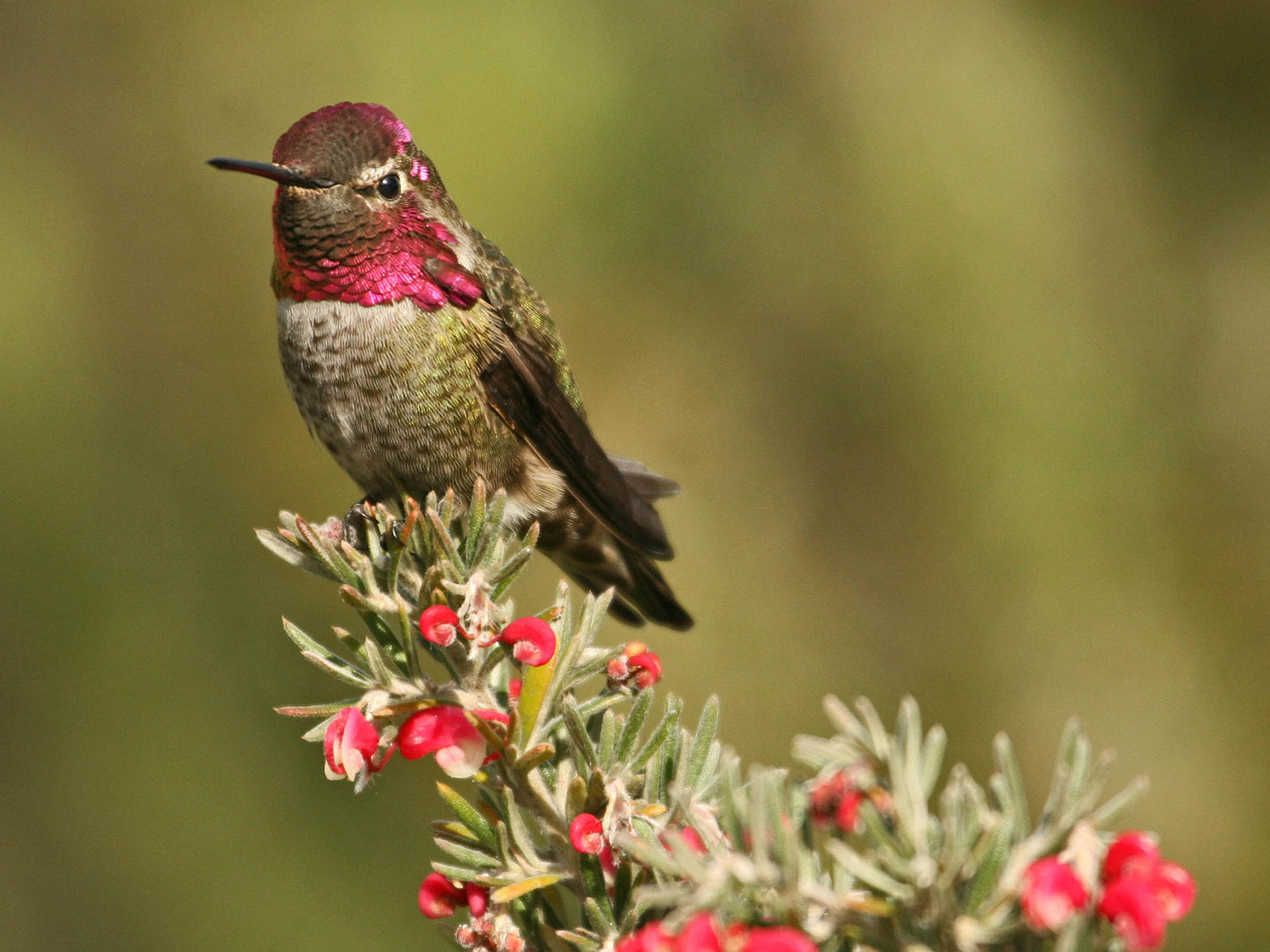 Colorful Anna's hummingbird perched on a branch with red flowers.