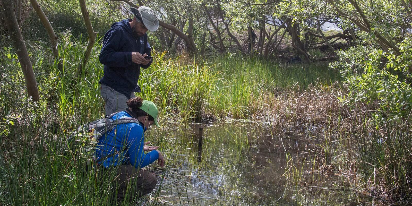 Snapshot from the Presidio Bioblitz Two people looking into a creek in a shady forest glade.