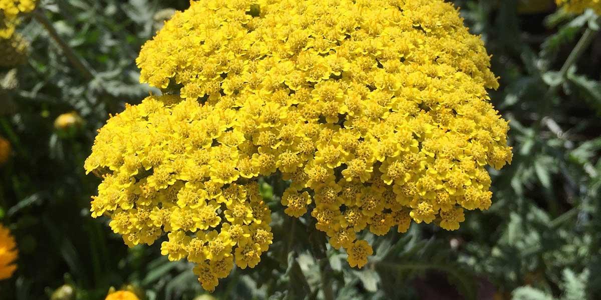 Yarrow plant. Yarrow plant.