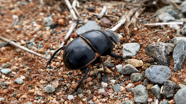A shiny black insect crawls over rocks, sand, and twigs
