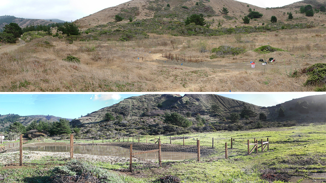 Frog pond before and after photo from Mori Point