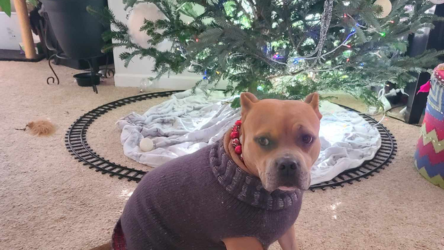 Christmas angel