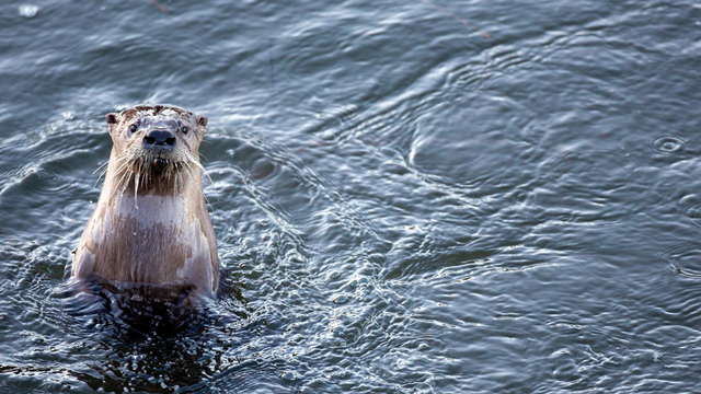 A river otter pops up from the water as its swimming in Rodeo Lagoon