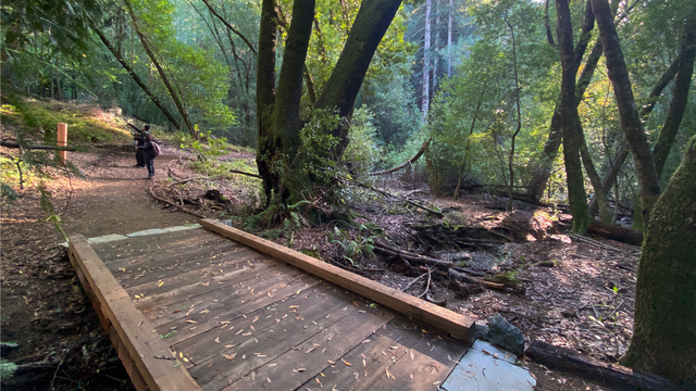 Wide accessible boardwalk at Roy's Redwoods