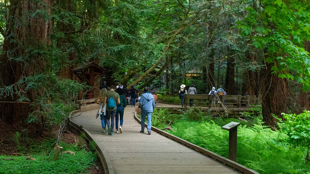 Muir Woods