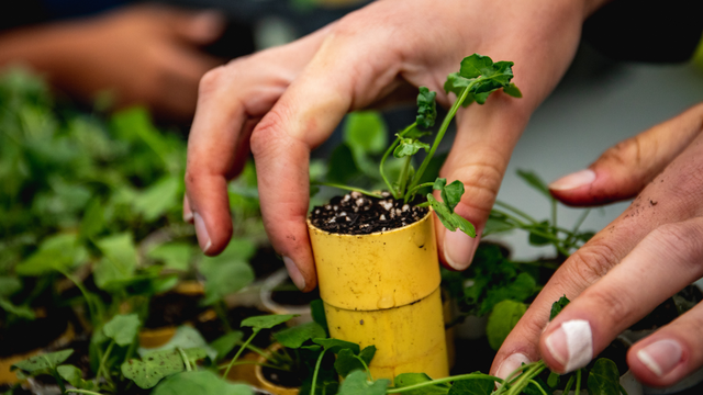 A close up of hands placing a sapling planting pot into a tray full of native plant sprouts.