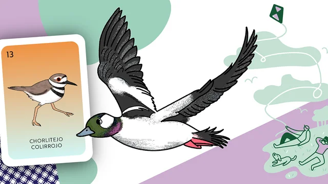 Western Snowy Plovers and Buffleheads are among the birds you can spot at Crissy Field