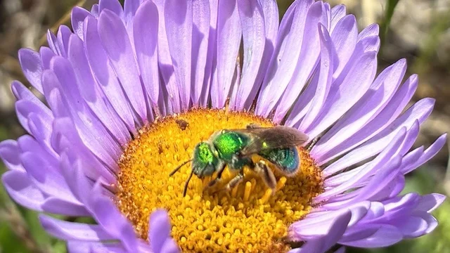A Sweat Bee collecting pollen on a Seaside Daisy.