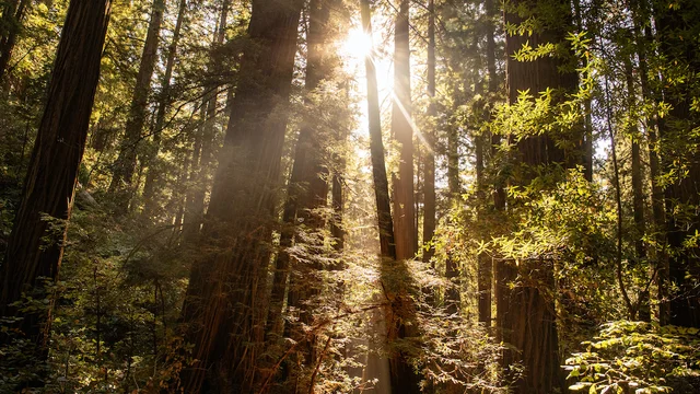 Sunbeam through the redwoods at Muir Woods National Monument in Marin County.