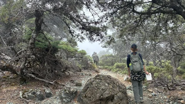 This guided hike will take us through  incredible Sargent Cypress forest growing on serpentine soils.