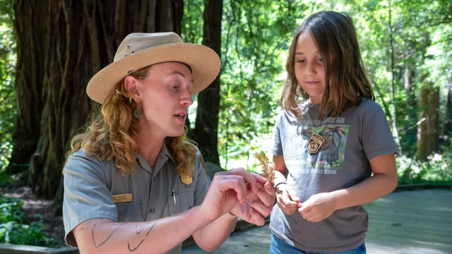 An NPS park ranger at Muir Woods, showing a redwood tree leaf to a young girl.