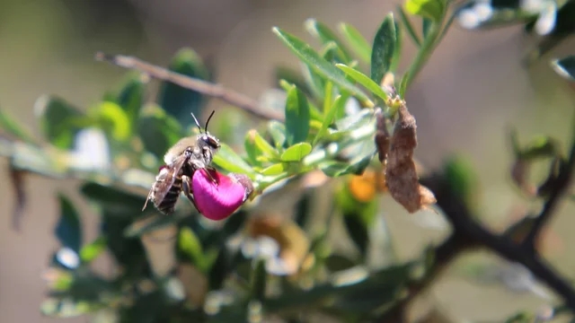 A San Francisco Leaf-cutter Bee visits a fuschia-colored chaparral pea flower.
