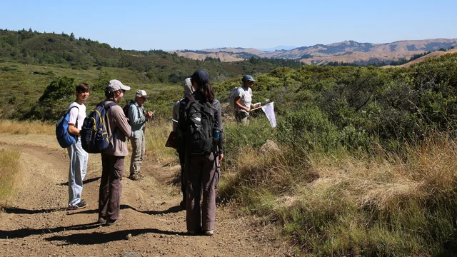 Staff and volunteers look for the San Francisco leaf-cutter bee on Mt. Tamalpais.