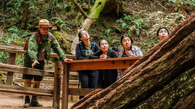 A group of people, including a National Parks Service park ranger, stand on a forest trail in Muir Woods, observing a large tree and its surroundings.