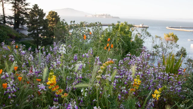 A mix of flowers in bloom at Black Point Historic Gardens