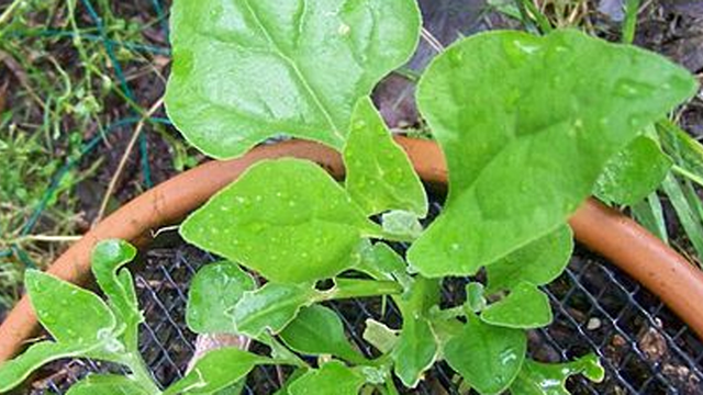 A green plant with triangular leaves