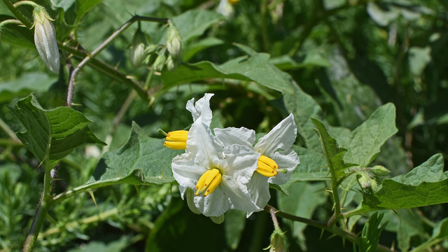 A plant with small white flowers and triangular leaves