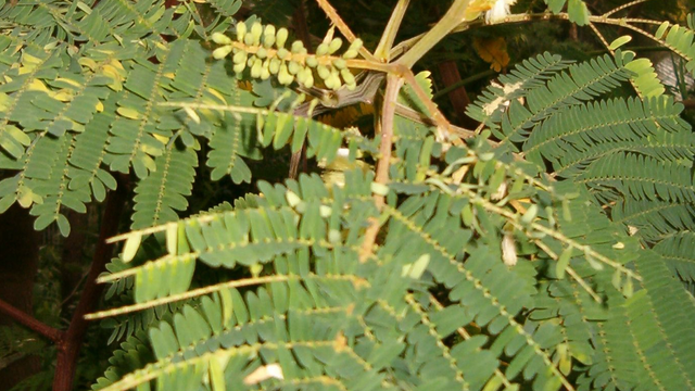 A tree branch with vibrant green leaves and brush-like yellow flowers and green bean pods
