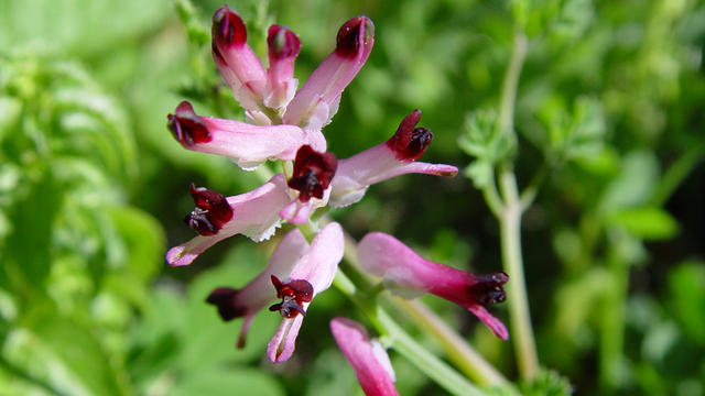 A purple and white flower grows from the soil